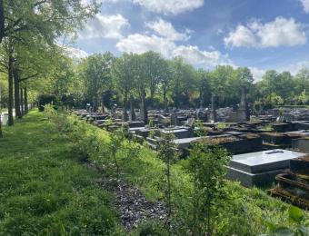 Division du cimetière avec au premier plan une pelouse à orchidées et une haie diversifiée plantée