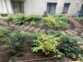 Plantations dans le jardin et chemin en pas japonais