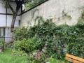 Mur végétalisé de plantes grimpantes