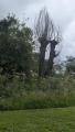 Arbre têtard 