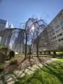 Arbre patrimonial du jardin, le sol est paillé pour protéger les racines du piétinement