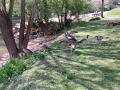Une faune riche au jardin