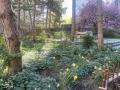 Vivaces de sous-bois dans le jardin Dalle d'Ivry