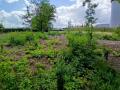 Implantation d'une future forêt urbaine.