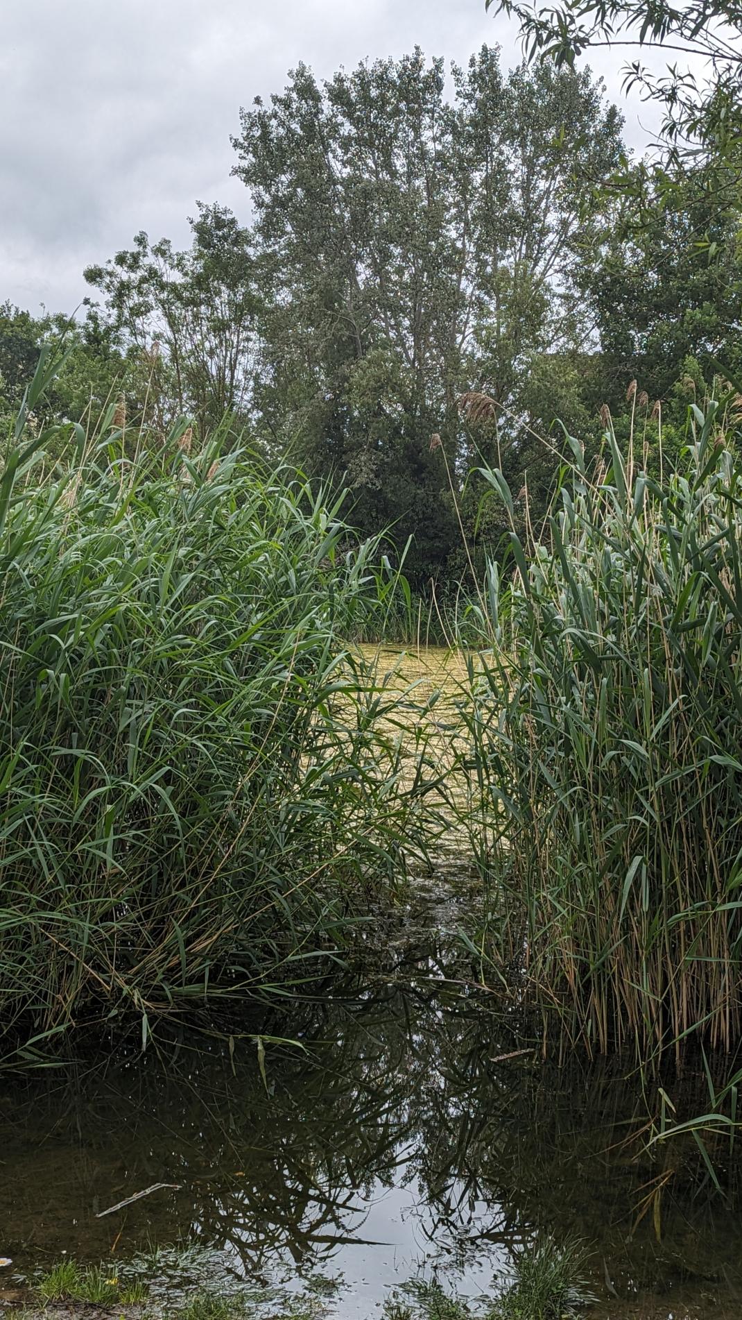 Etang