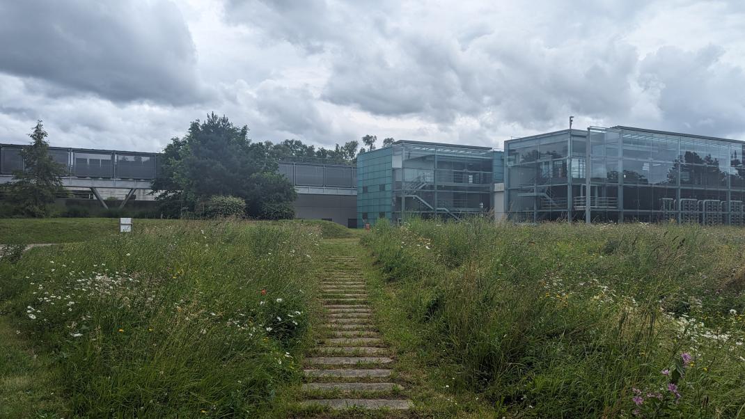 Cheminement dans prairie fleurie