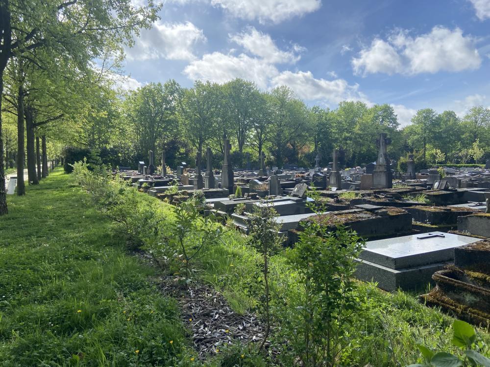 Division du cimetière avec au premier plan une pelouse à orchidées et une haie diversifiée plantée