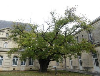 Hôpital Charles Perrens labellisé en 2020 © Oréade-Brèche 2020