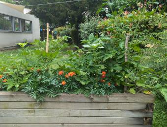 Bac potager