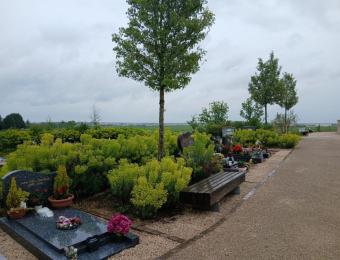 Vivaces au cimetière