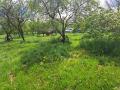 Prairie de fauche