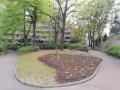 Transformation progressive d'une pelouse en massif de vivaces d'ombre sur le jardin d'Alleray