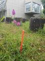 Identification et protection des orchidées