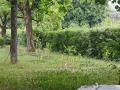 Expérimentation et recherches sur les forêts jardin