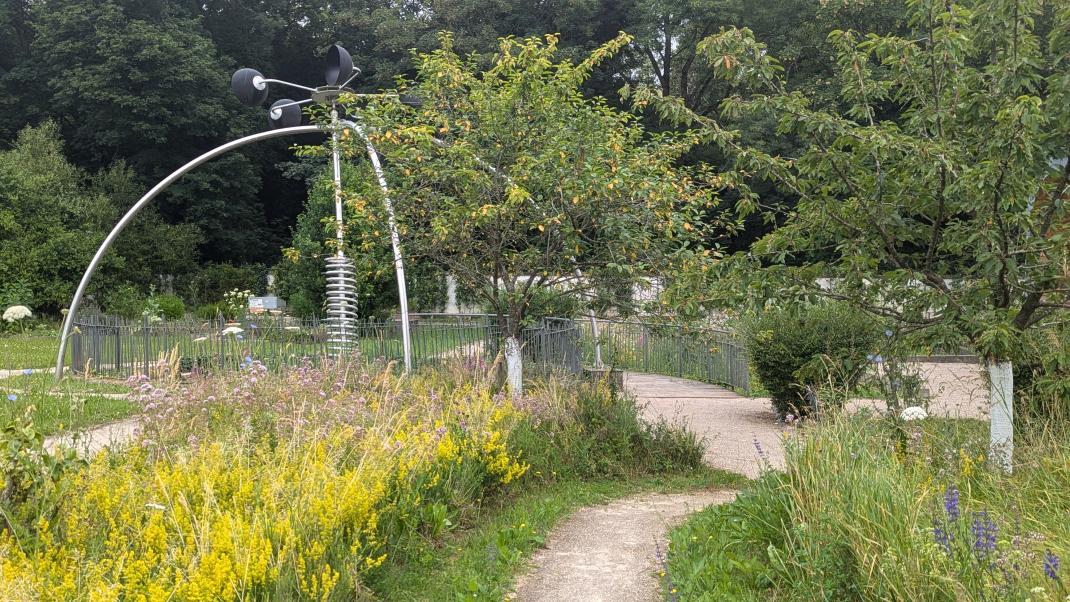 Zone de prairie fleurie avec bande de propreté