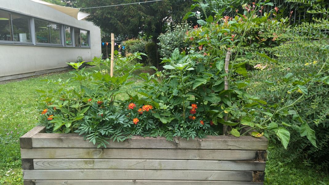 Bac potager