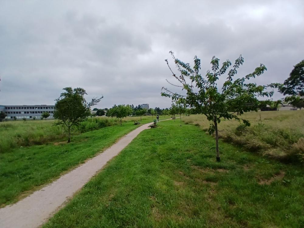 Prairie de fauche bordée de fruitiers