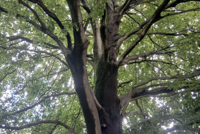 Patrimoine arboré remarquable