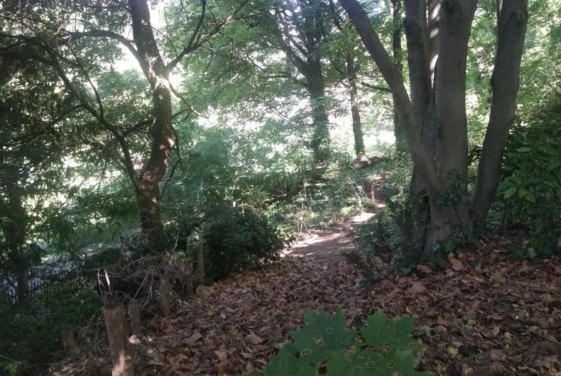 sous bois