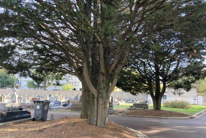 Arbre du cimetière
