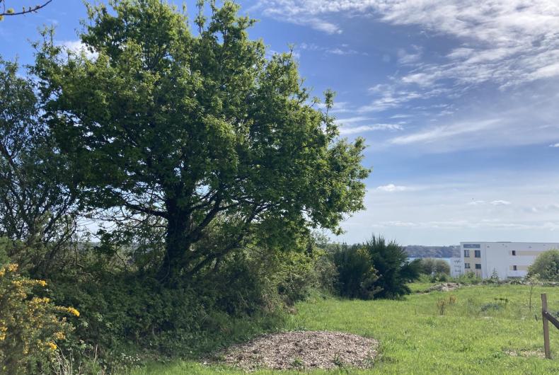 Vue sur mer et espace de pelouse arborée