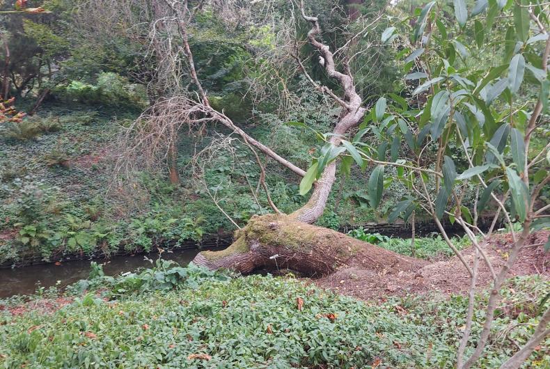 Bords de la Chézine au parc de Procé
