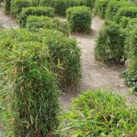 Jardin_Revolution_Narbonne©Oreade-Breche_2021_03.jpg