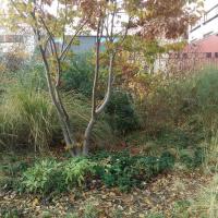 Skatepark_Jardin_Fauvelle-Courbevoie©Gondwana_2016 (34).jpg