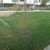 Skatepark_Jardin_Fauvelle-Courbevoie©Gondwana_2016 (5).jpg