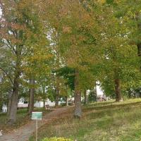 Sous-bois et communication
