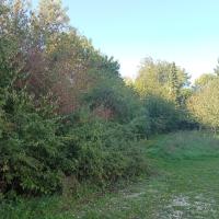 Haie libre champêtre