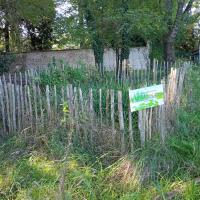 Mare artificielle laissée en libre évolution