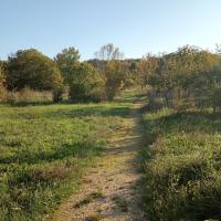 Fauche tardive dans l'arboretum et enherbement circulation