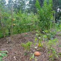 oyats installés dans le potager