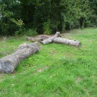 troncs morts laissés sur le sol