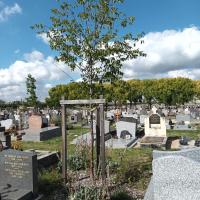 Végétalisation intertombes