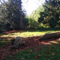 Arbre mort