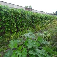potager du roi