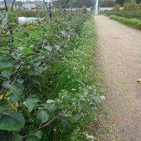 Vue rapprochée d'une allée menant au bassin