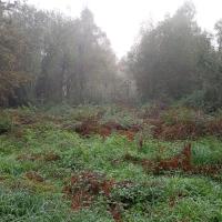 Lisière du boisement