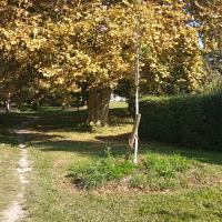 Jeunes plantation avec semi de prairie au pied