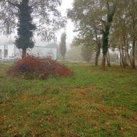 Branches morte en amas