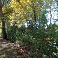 Strate arbustive le long de l'Ousse des bois