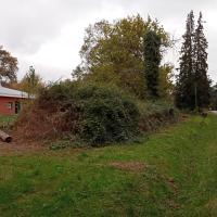 Roncier et niche écologique tronc enlierré