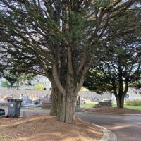Arbre du cimetière