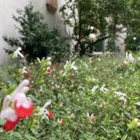 massif fleuri
