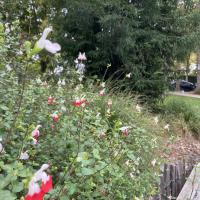 Massif fleuri