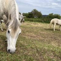 Ecopâturage equin