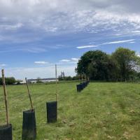Jeunes haies plantées