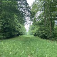 Allée arborée et prairie